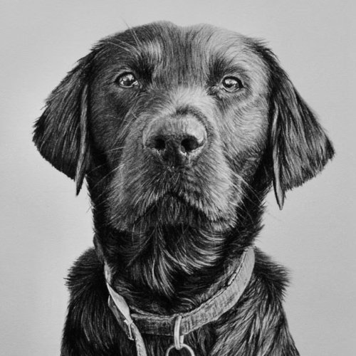 Pet Portraits