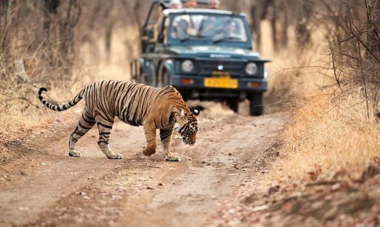 Wildlife Safaris