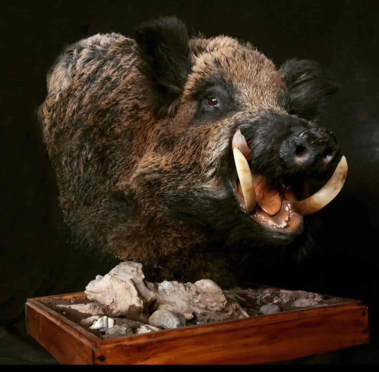 Wildlife Art & Sculptures –