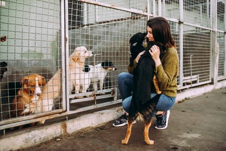 Animal Shelter & Adoption