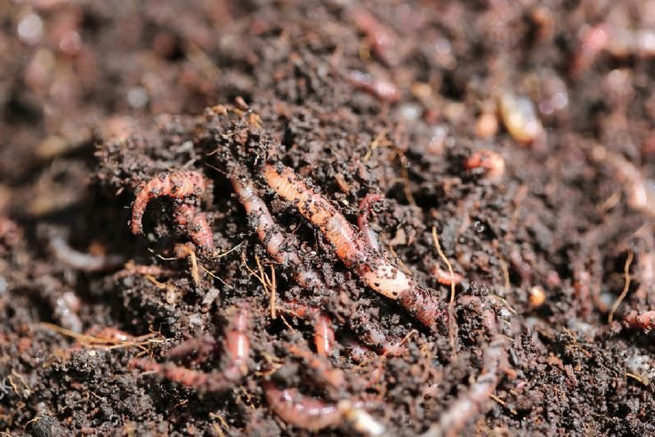 Vermicompost (वर्मी कम्पोस्ट)