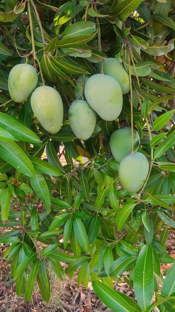 Mango Plant Supply
