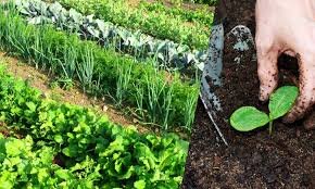 Organic Bio-Fertilizer Production