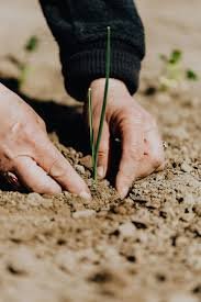 Soil Health Testing and Consultation